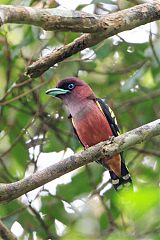 Banded Broadbill